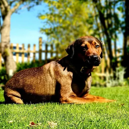 Sonneck Prázdninový dům